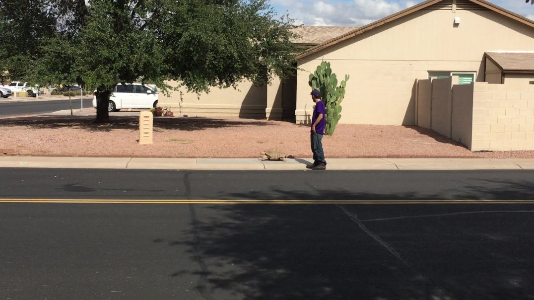 Tortoise walking the streets in Chandler, AZ