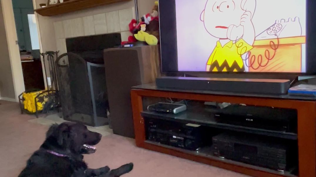 Dog watching Charlie Brown cartoon